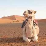 Read more about the article Tour de 9 días por Marruecos